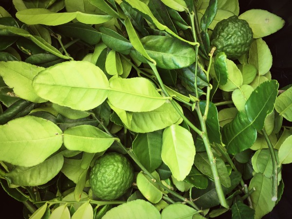 Fresh kaffir lime leaves
